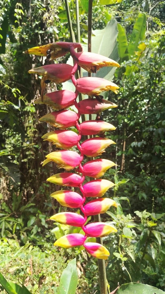 Heliconia Rostrata