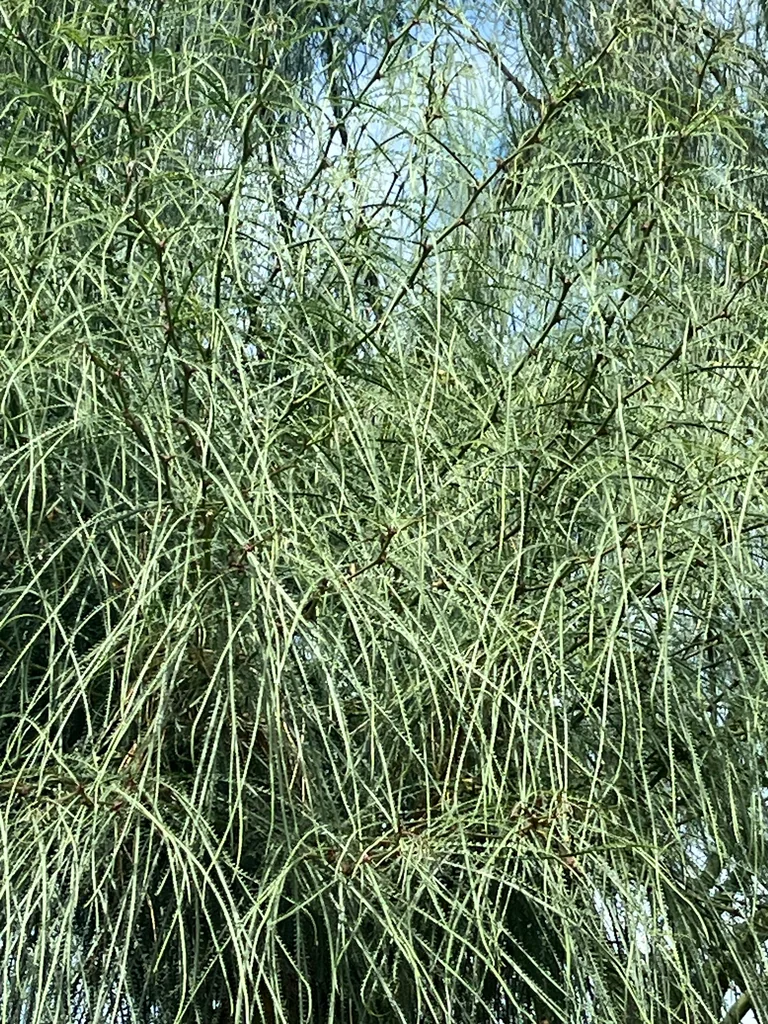 Parkinsonia Aculeata