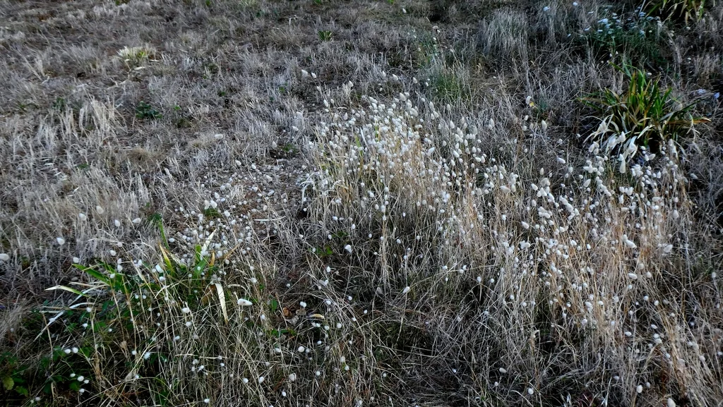 Lagurus Ovatus