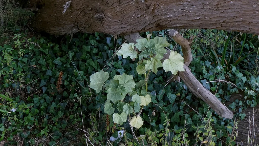 Lavatera Arborea
