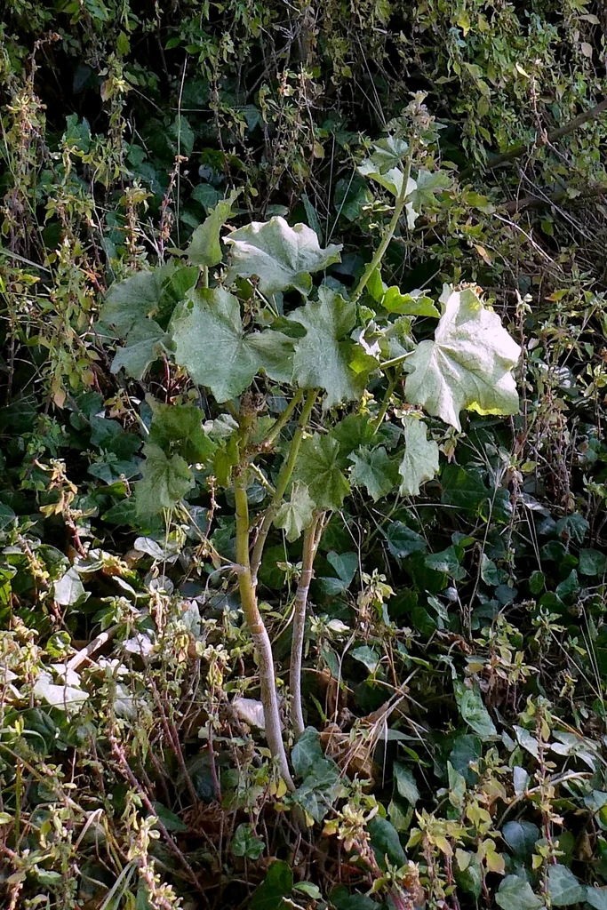 Lavatera Arborea