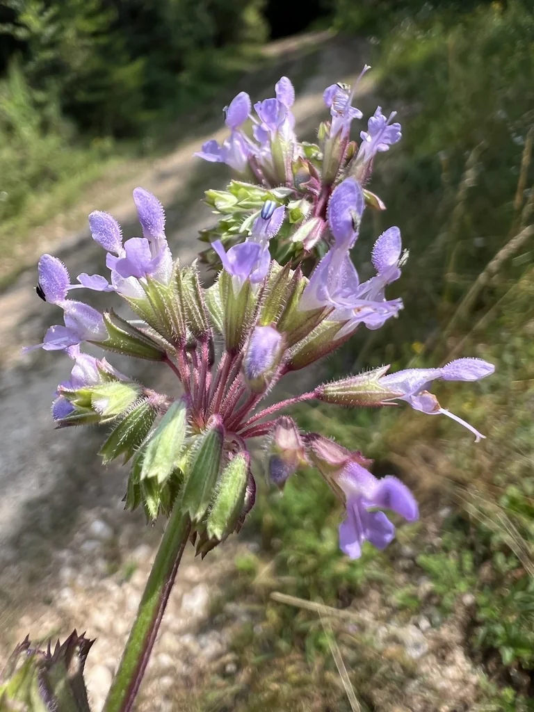 Salvia Verticillata