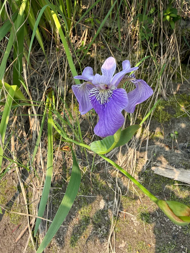 Iris Versicolor