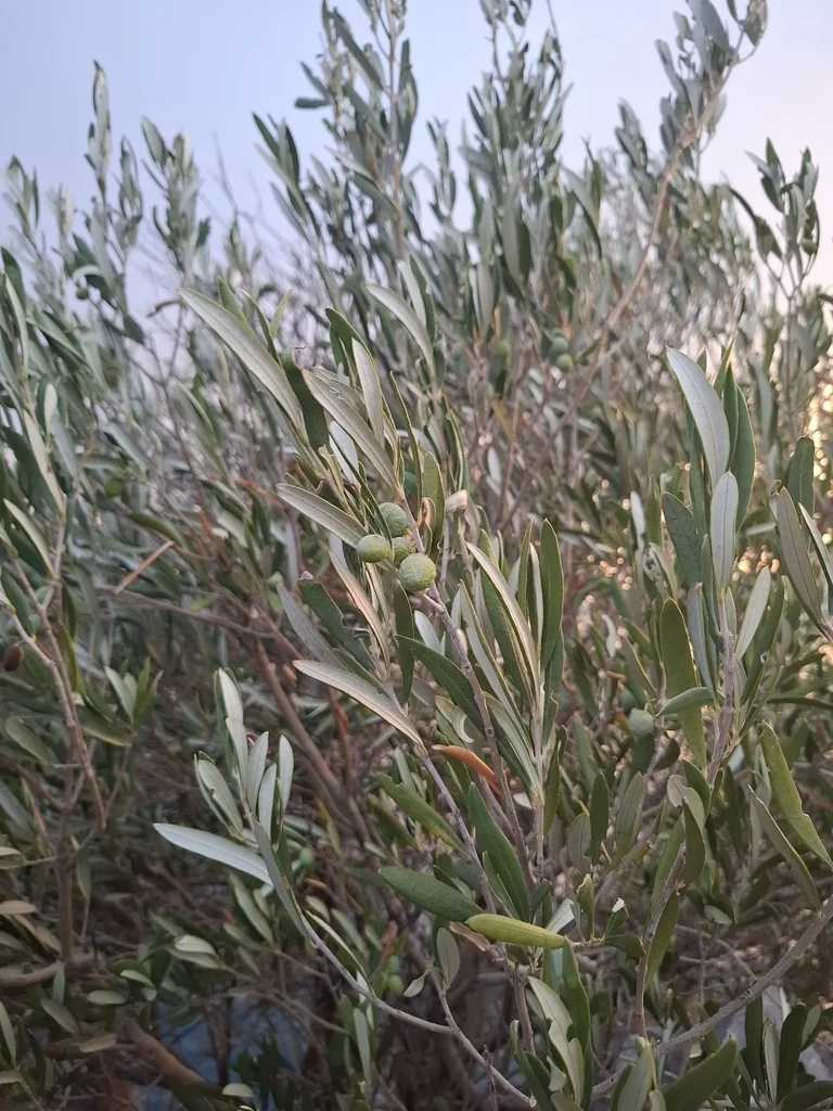 Olea Europaea