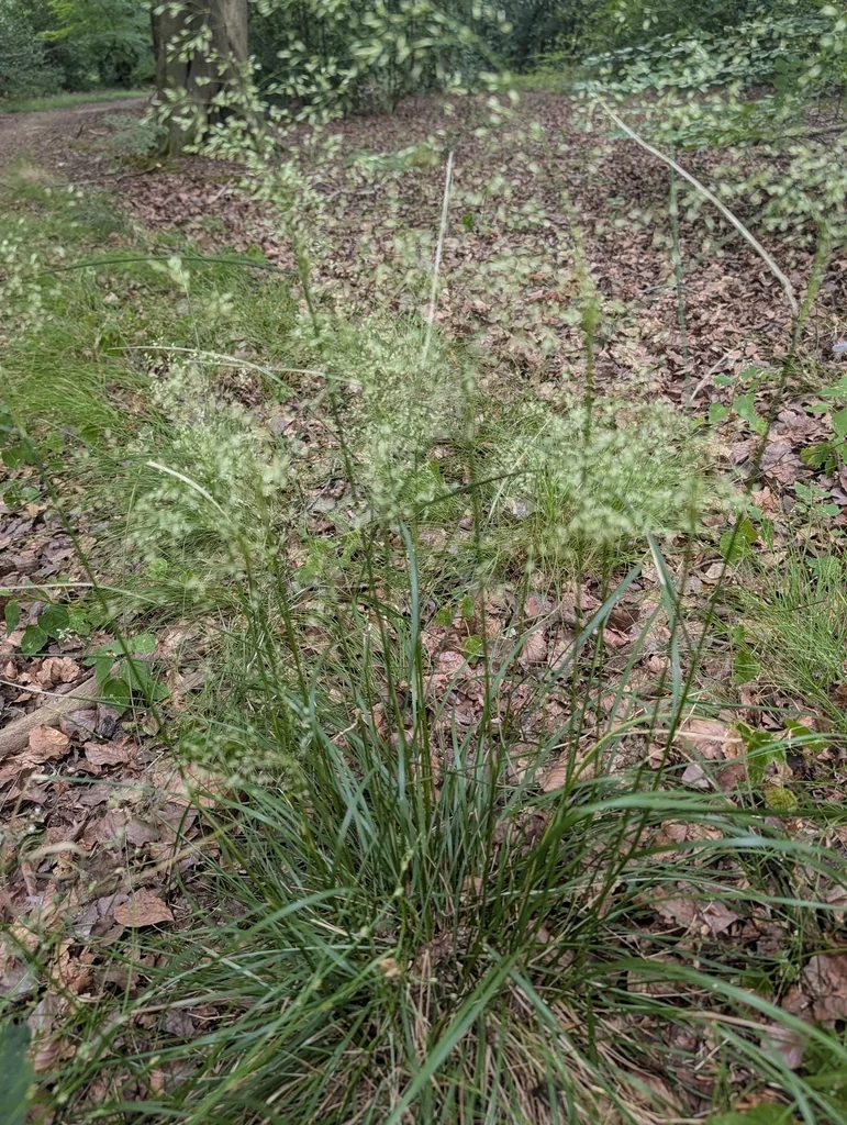 Deschampsia Cespitosa