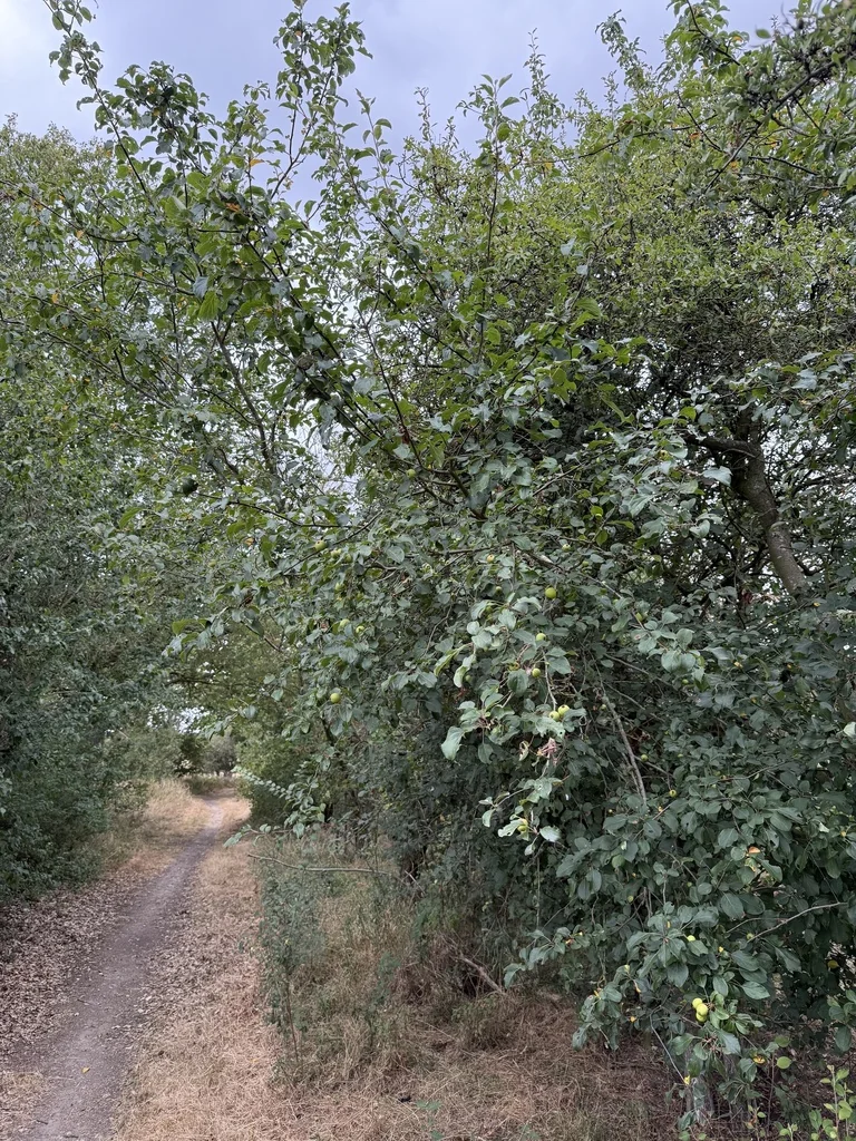 Malus Sylvestris