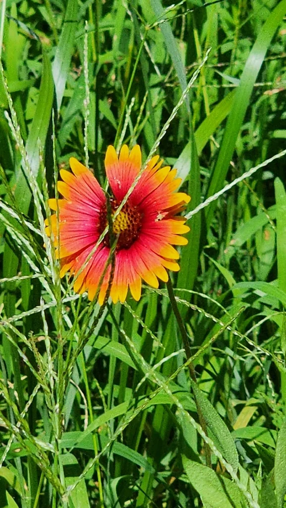 Gaillardia Pulchella