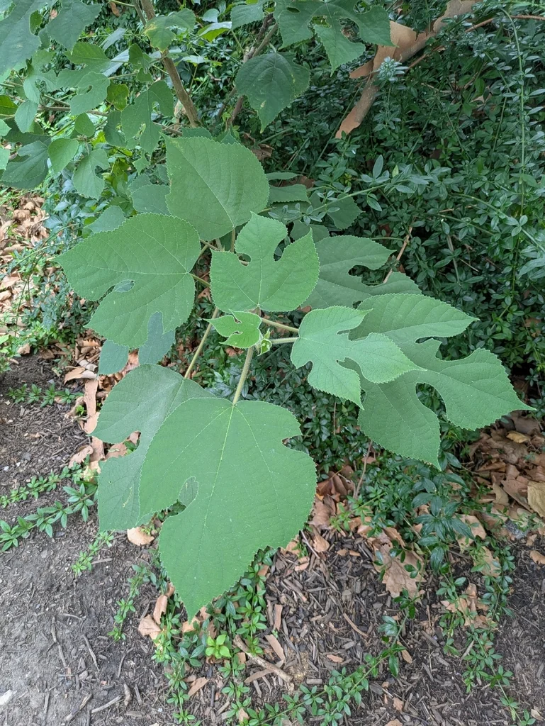 Broussonetia Papyrifera