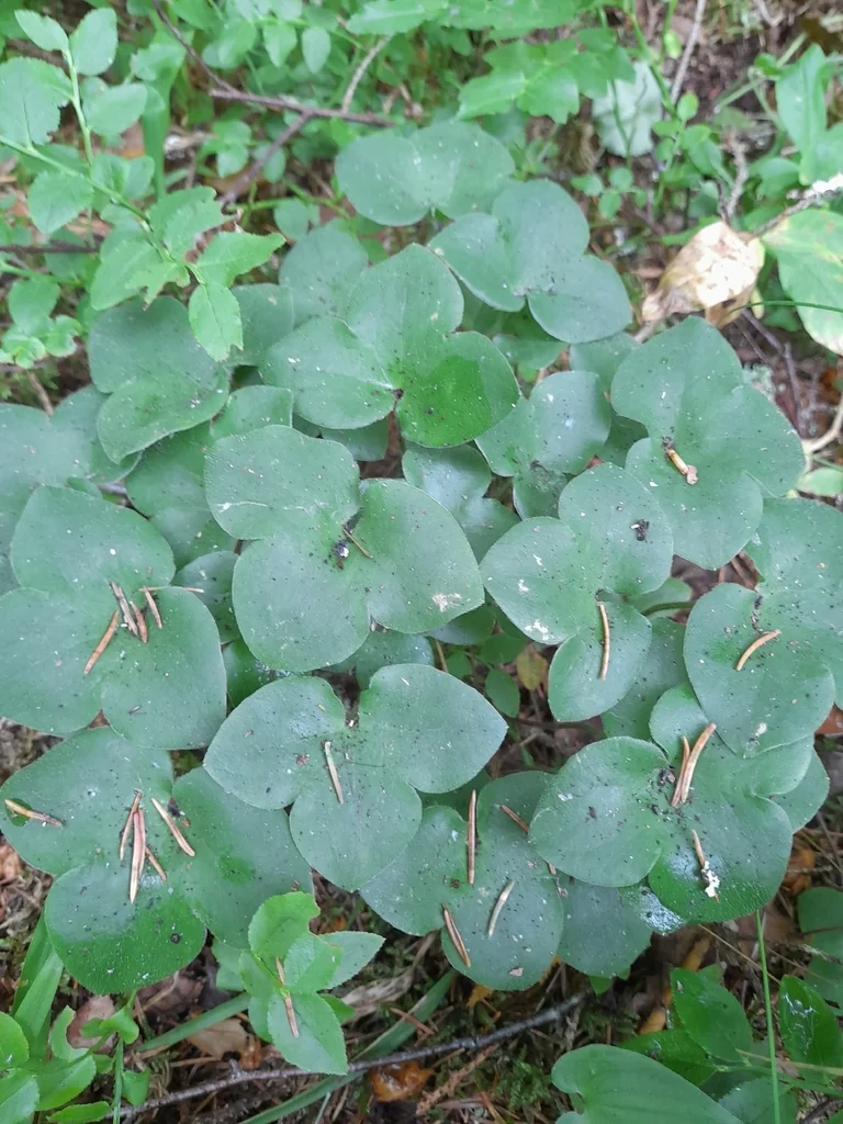 Hepatica Nobilis