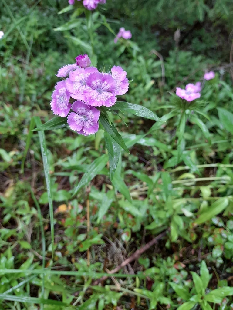 Dianthus Barbatus
