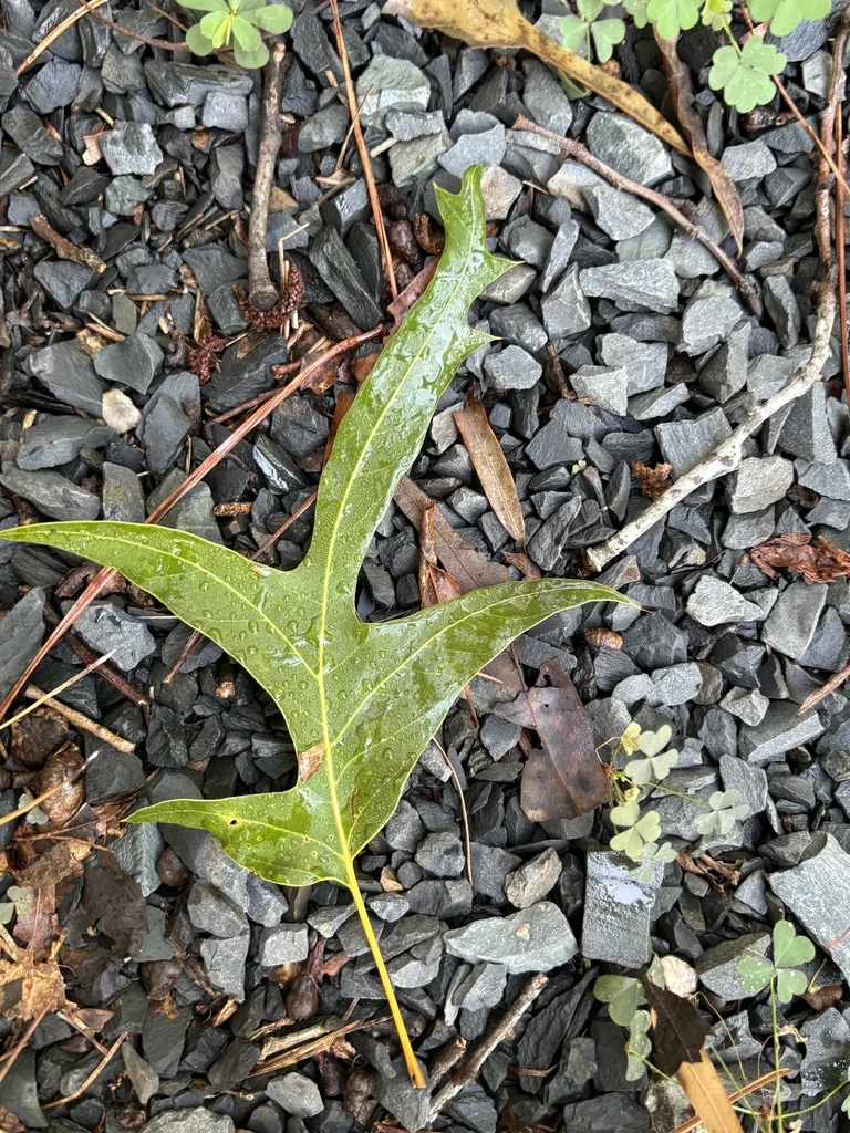 Quercus Falcata