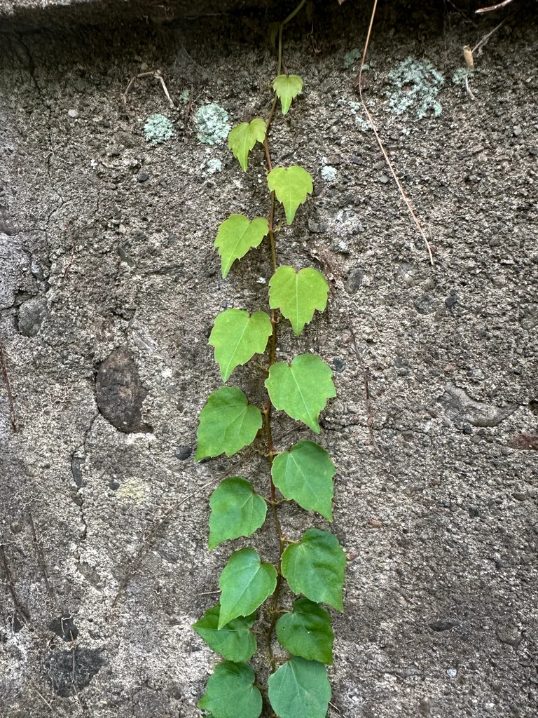 Parthenocissus Tricuspidata