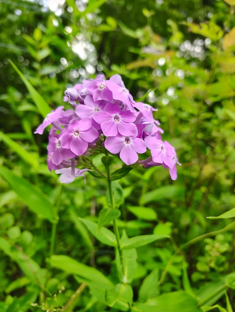 Phlox paniculata