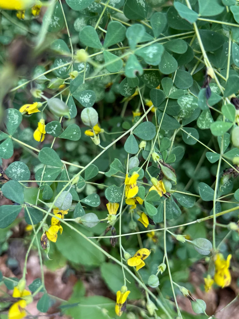 Baptisia Tinctoria