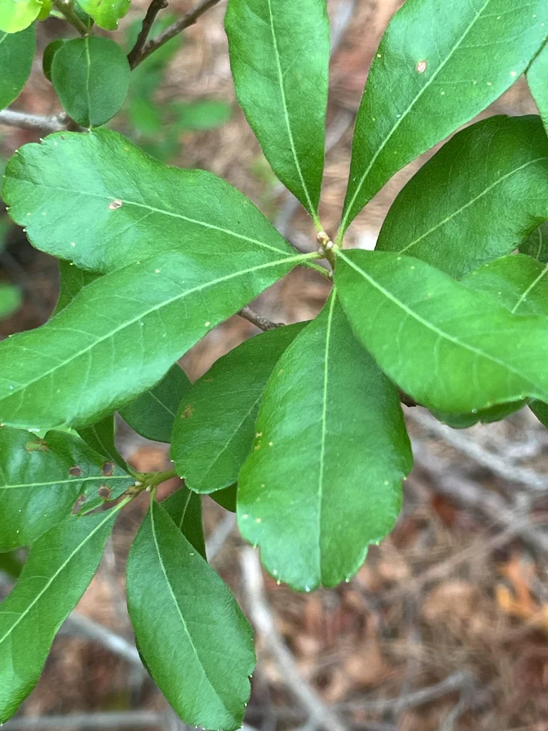Myrica Pensylvanica