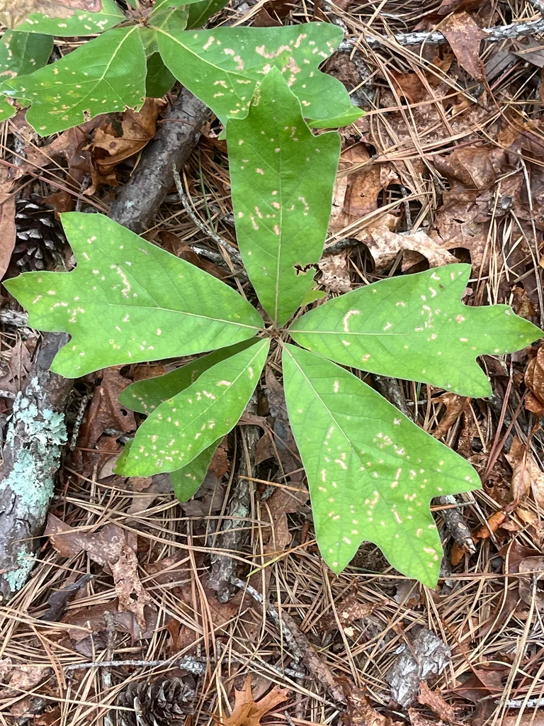 Quercus Falcata