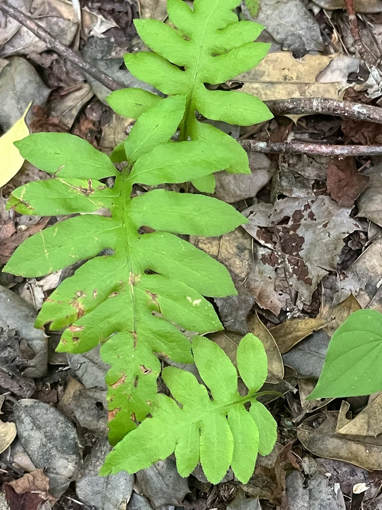 Woodwardia Areolata