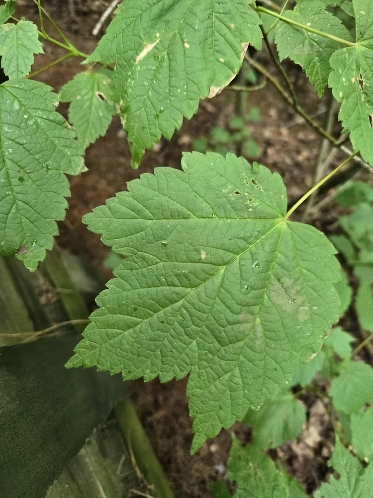 Acer Spicatum