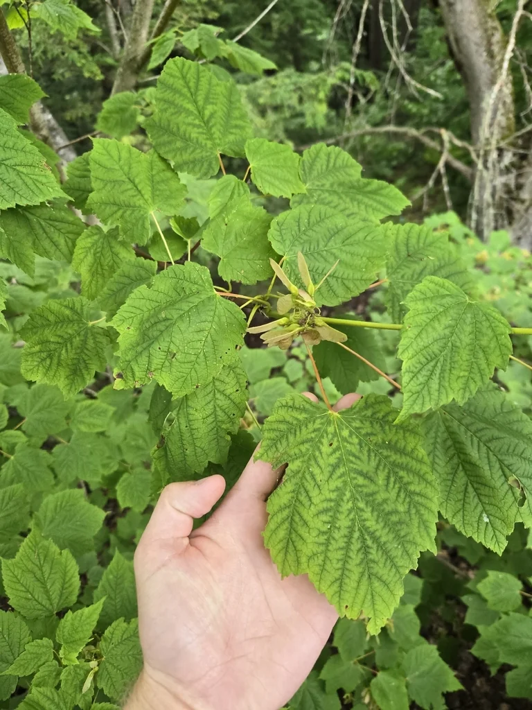 Acer Spicatum