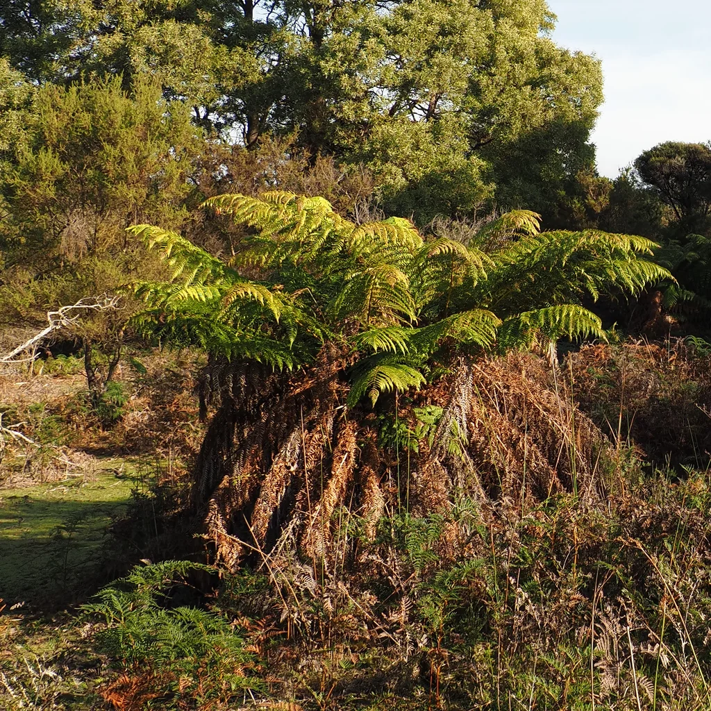 Dicksonia Antarctica