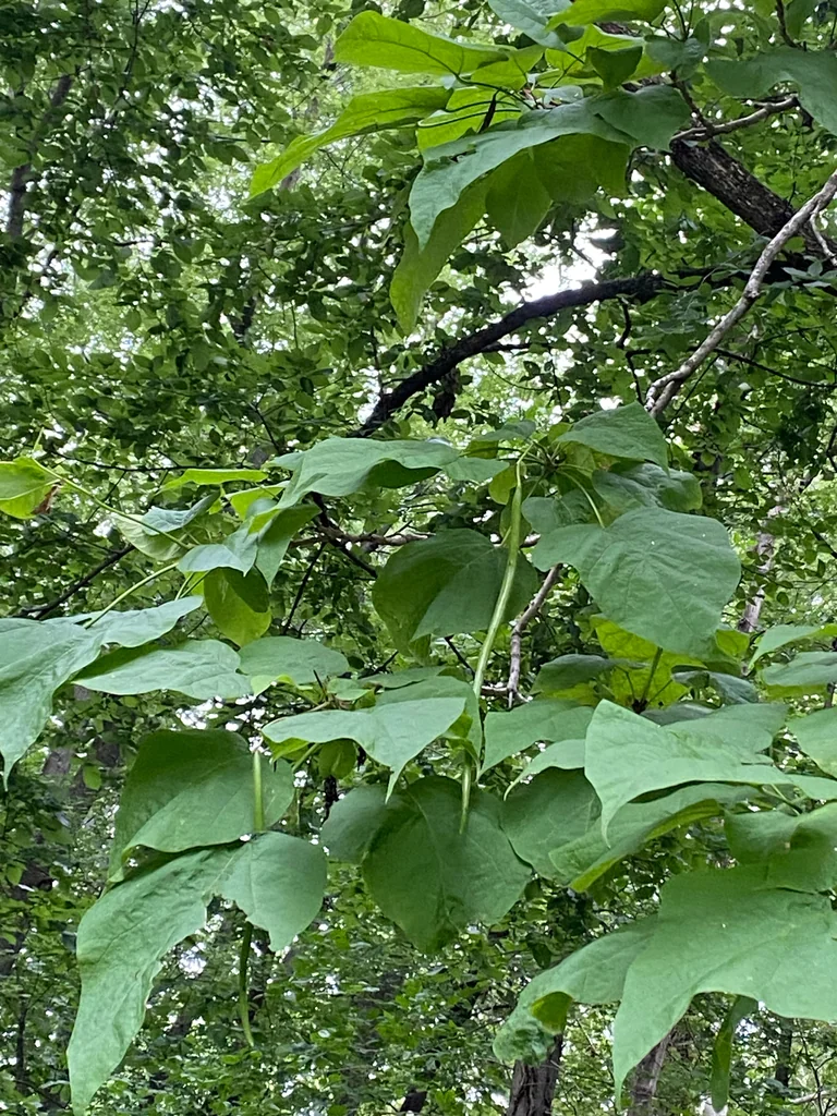 Catalpa Speciosa