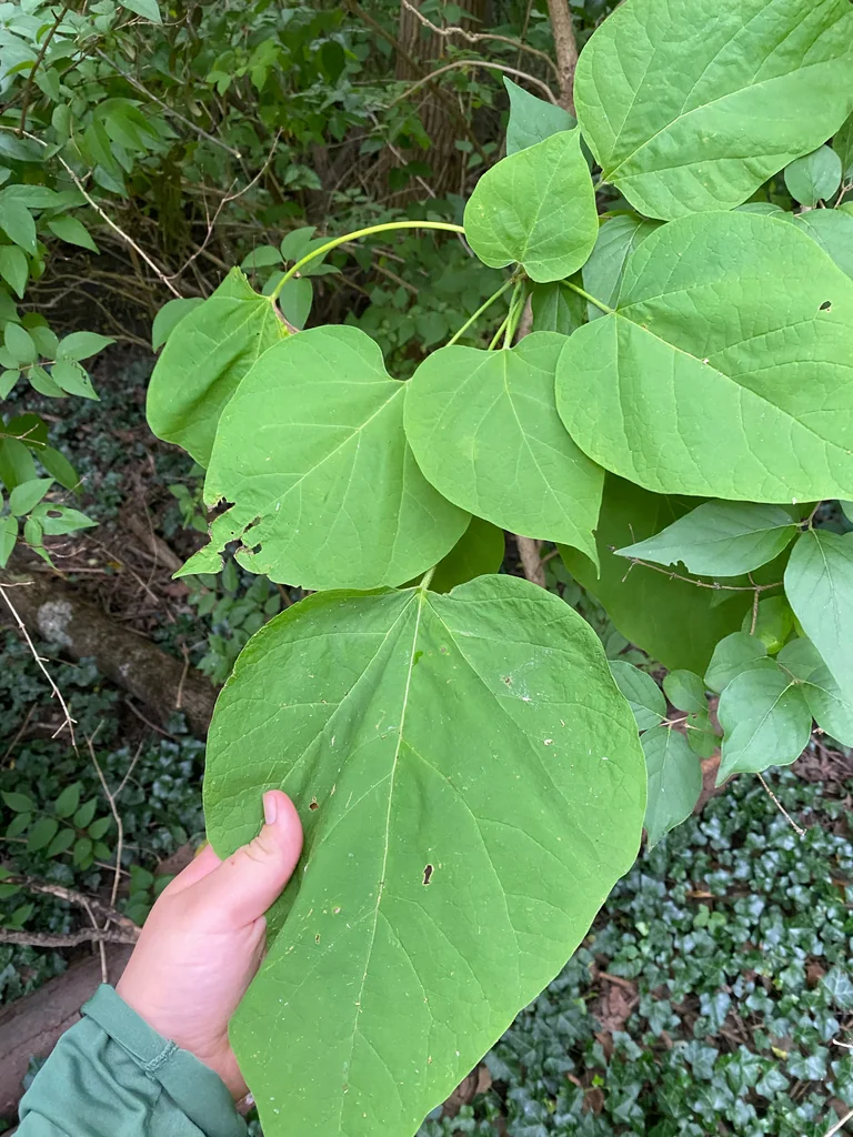 Catalpa Speciosa