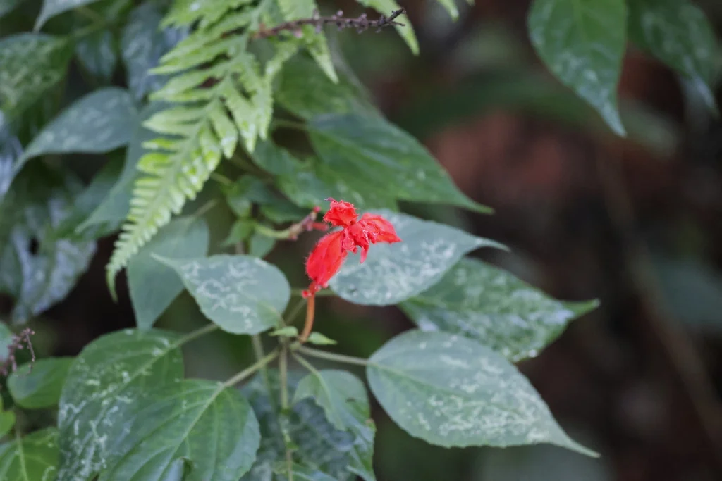 Salvia Splendens
