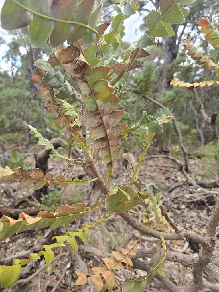 Banksia Grandis