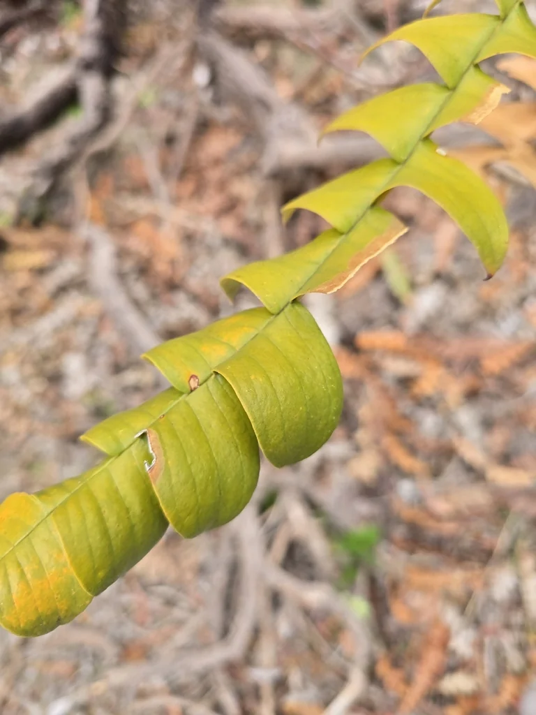Banksia Grandis