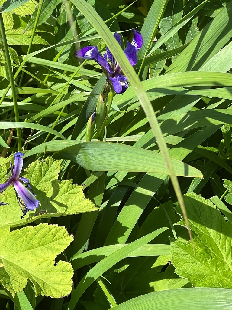 Iris Versicolor