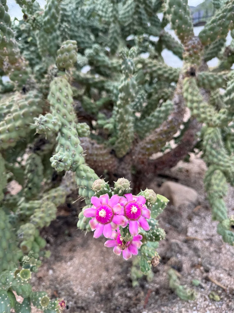 Opuntia Fulgida