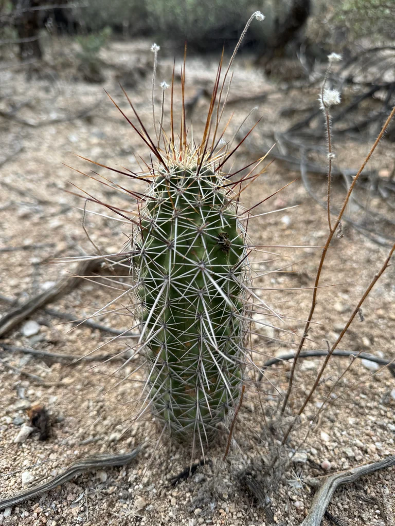 Echinocereus Fasciculatus