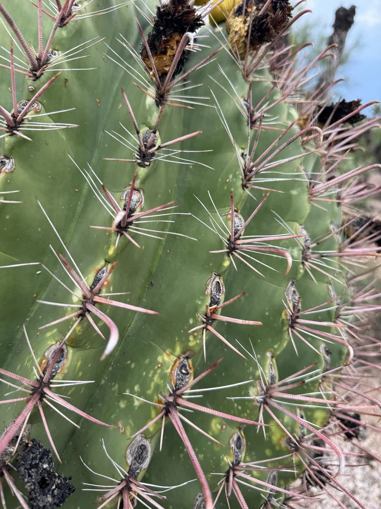 Ferocactus Wislizeni