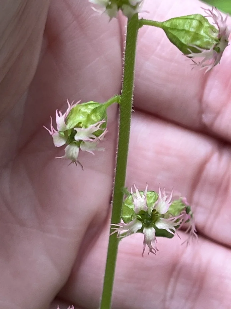 Tellima Grandiflora