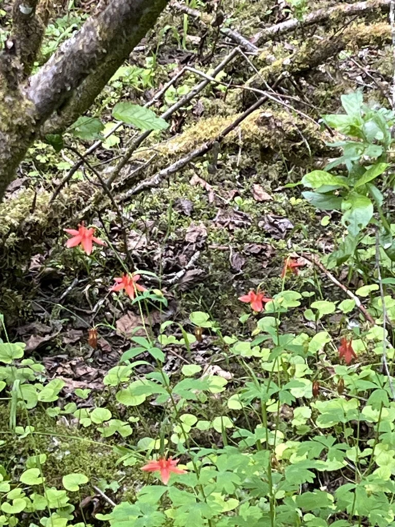 Aquilegia Formosa