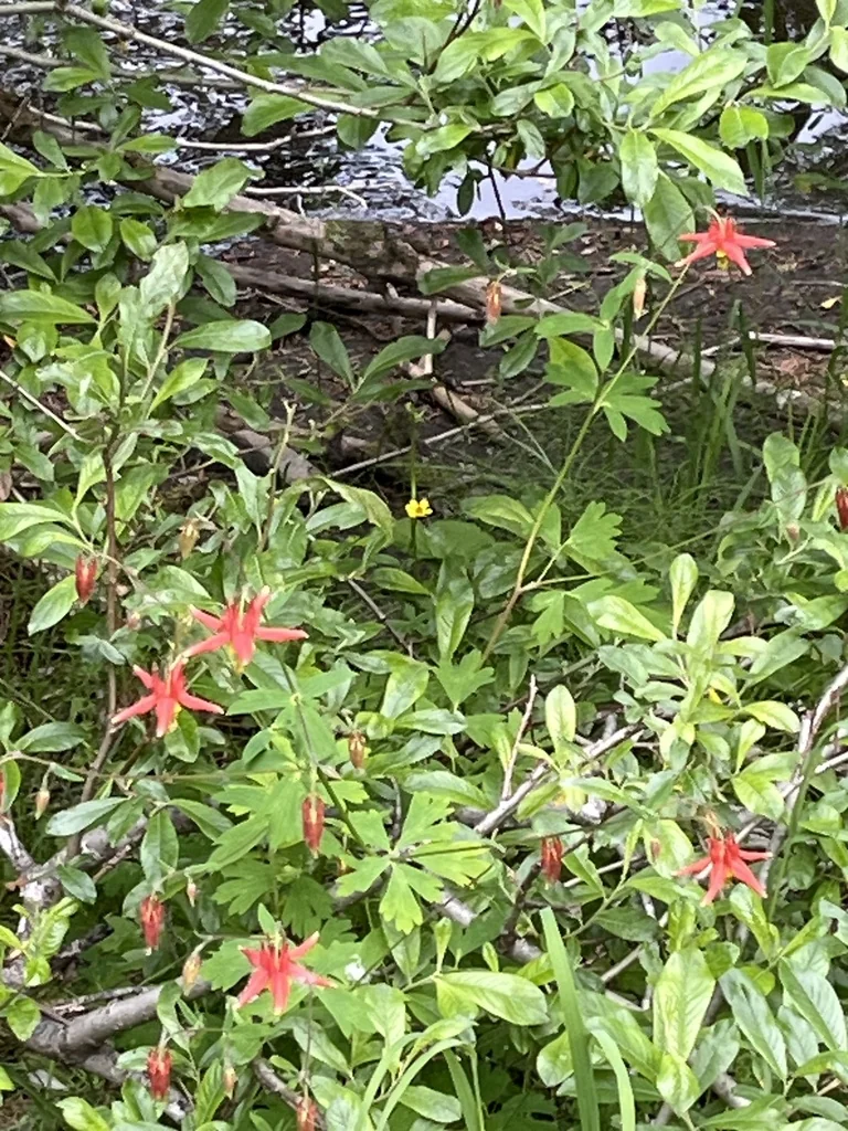 Aquilegia Formosa