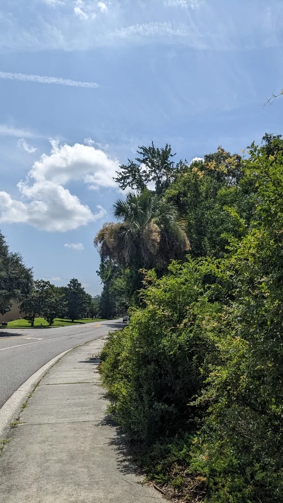 Sabal Palmetto