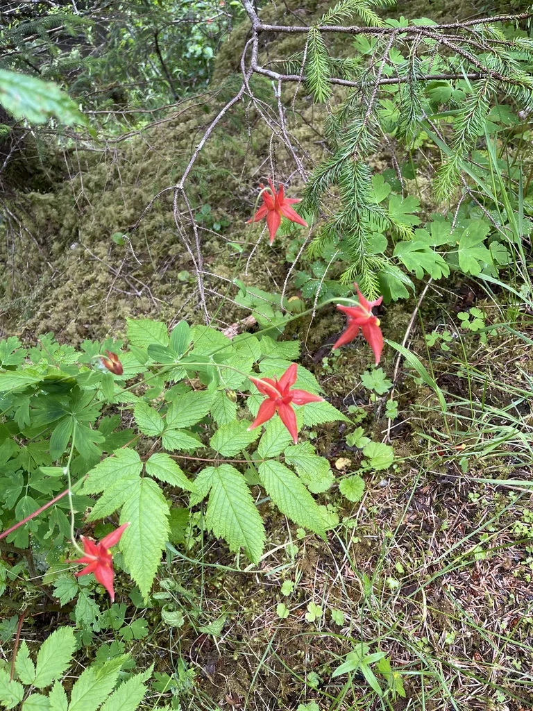 Aquilegia Formosa