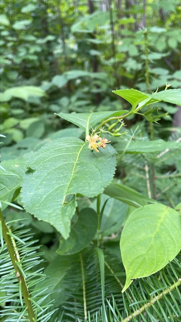 Diervilla Lonicera