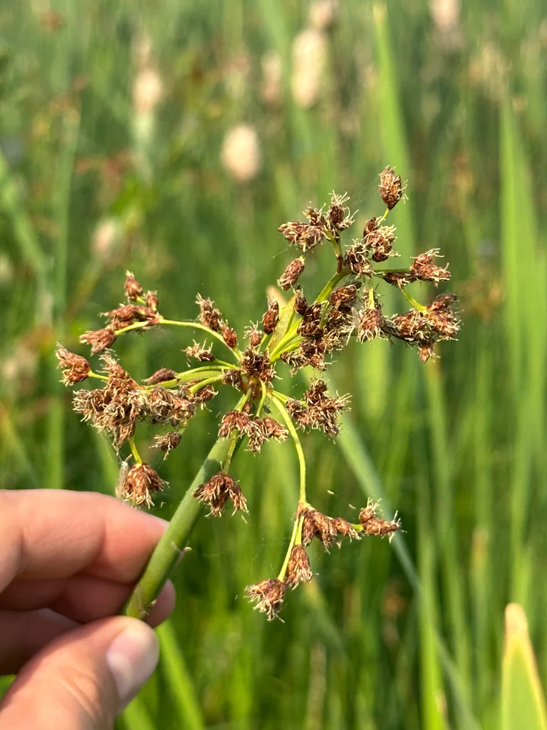 Scirpus Tabernaemontani