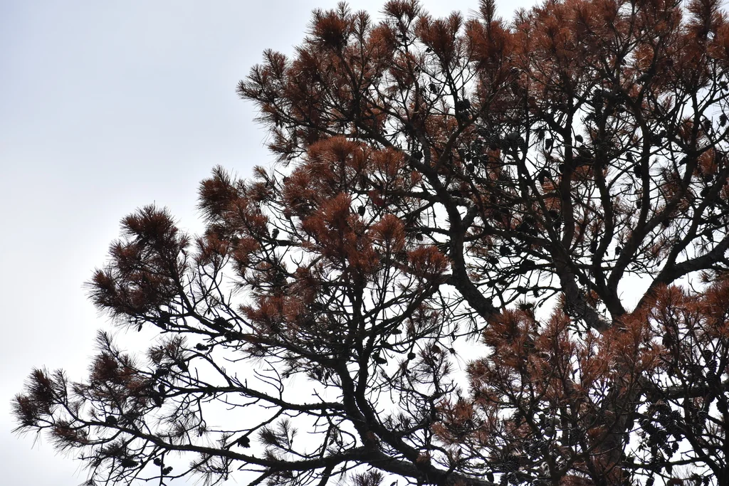 Pinus Echinata