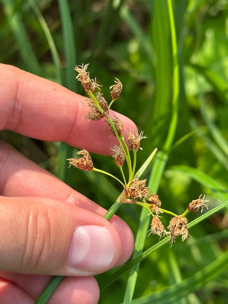 Scirpus Tabernaemontani