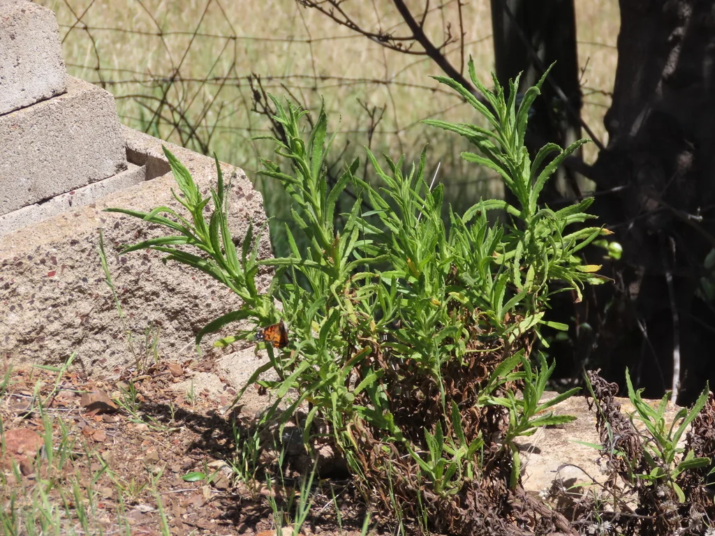 Pseudognaphalium Californicum
