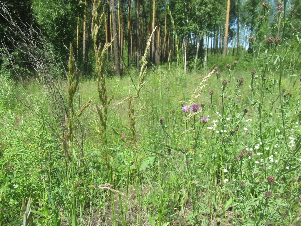 Festuca arundinacea