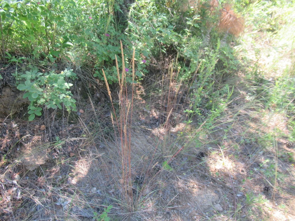 Koeleria Macrantha