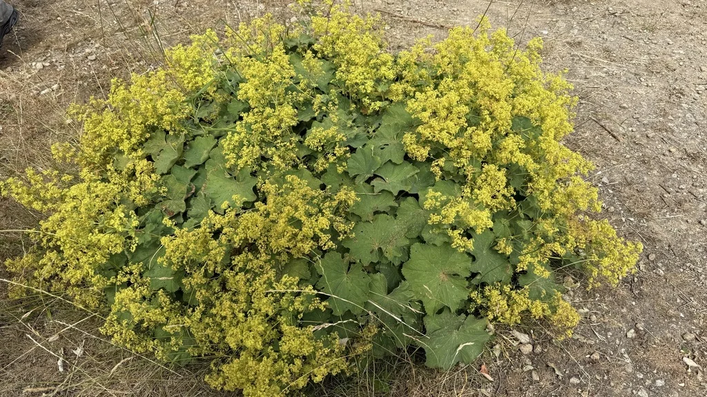 Alchemilla Mollis