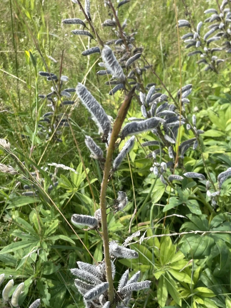 Lupinus Polyphyllus