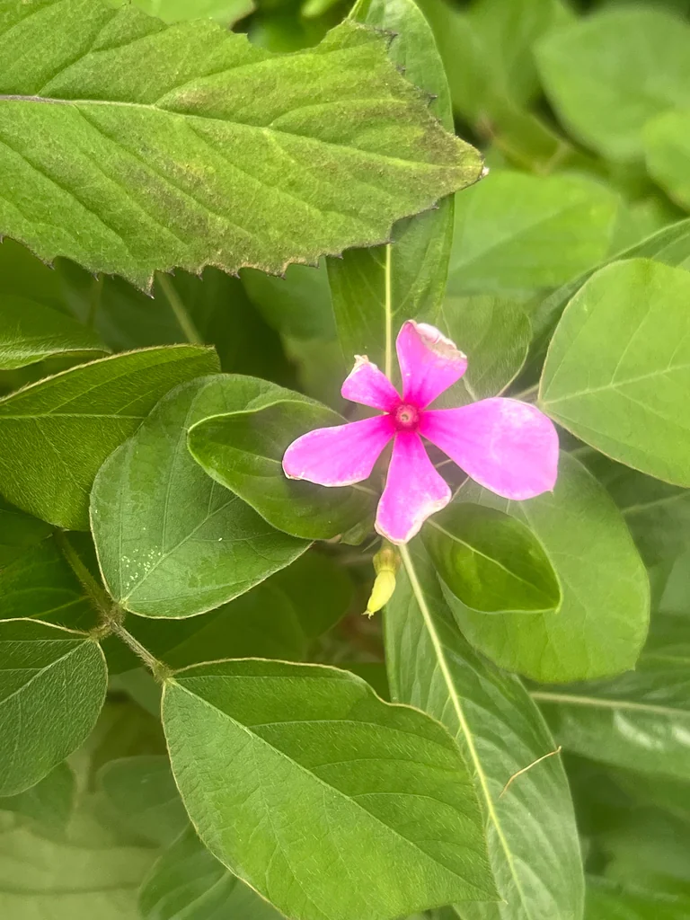 Catharanthus Roseus