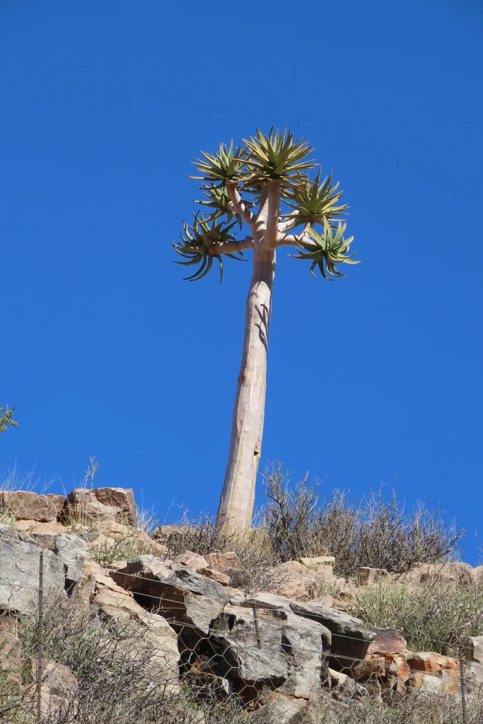 Aloe Dichotoma