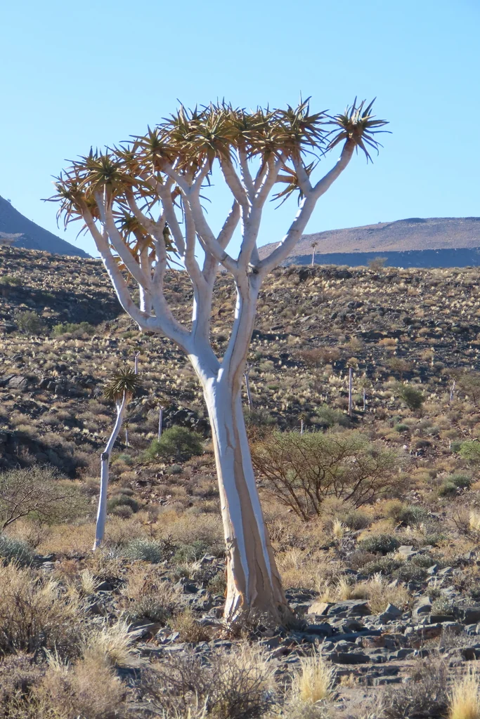 Aloe Dichotoma